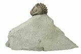 Wide, Enrolled Eldredgeops Trilobite - Ohio #270301-3